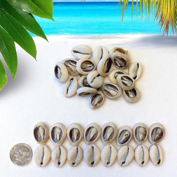 Cut Cowries / Caracoles Caurí Cortados