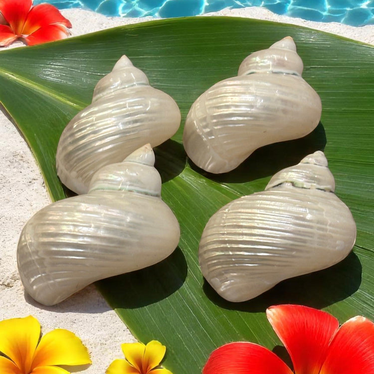 Natural Pearl Turbo Shells / Conchas Turbo Nacaradas Naturales