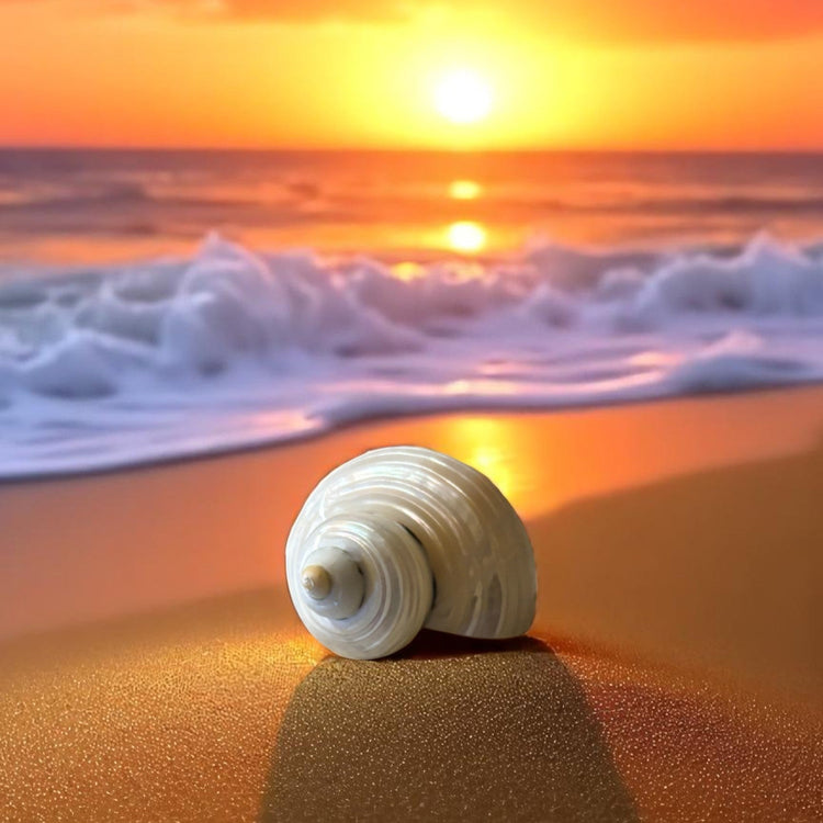 Natural Pearl Turbo Shells / Conchas Turbo Nacaradas Naturales