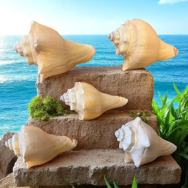 Natural Vole Shells / Conchas Vole Natural