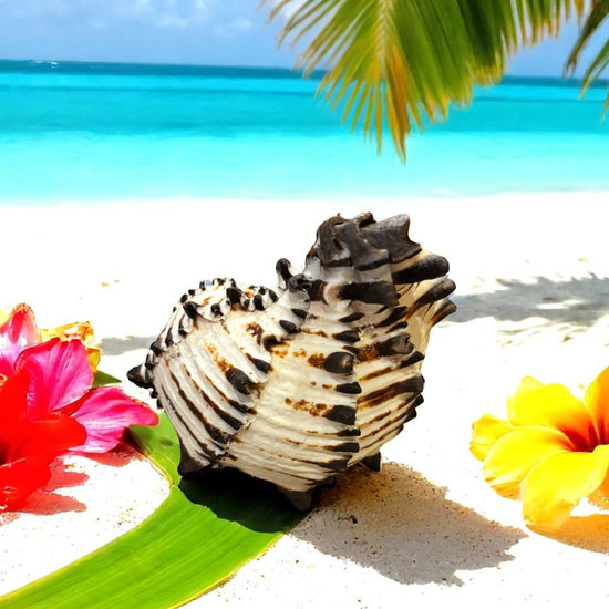 Black Murex Shell on a sandy beach with flowers and palm leaves