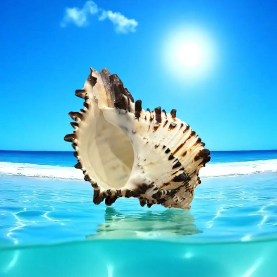 Black Murex  shell in clear blue water with a bright blue sky and sun.