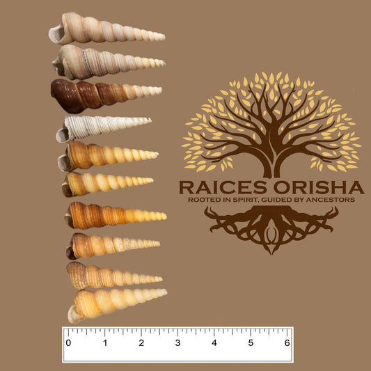 Collection of shells on a brown background with Raices Orisha logo and tree design.