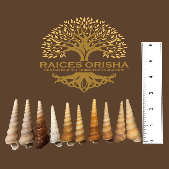 Collection of shell-like objects with a 'Raices Orisha' logo on a brown background