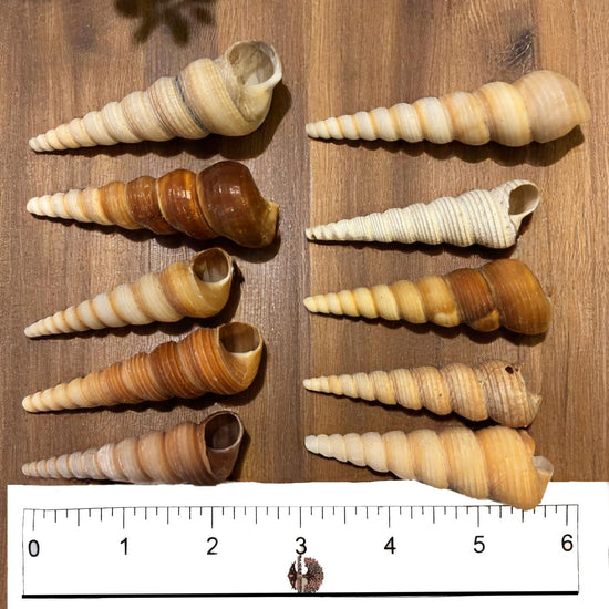 Set of Brown Turritella shell specimens on a wooden surface with a ruler for scale.