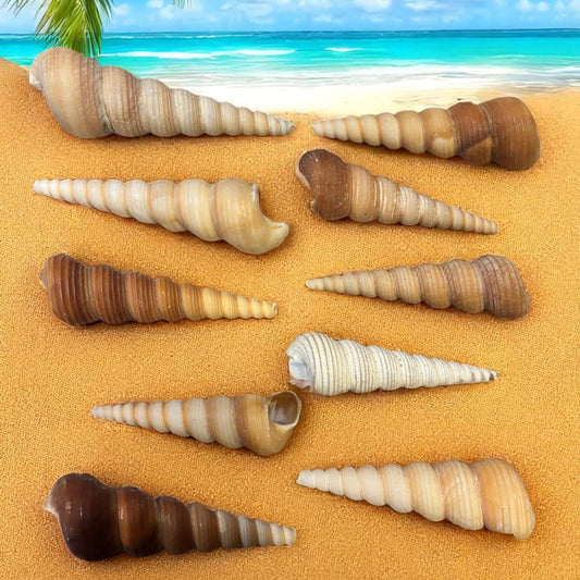 Brown Turritella Seashells on a sandy beach with a tropical background