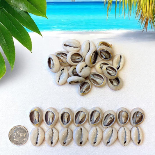 Collection of cowrie shells on a white surface with a tropical background featuring palm leaves and blue water.
