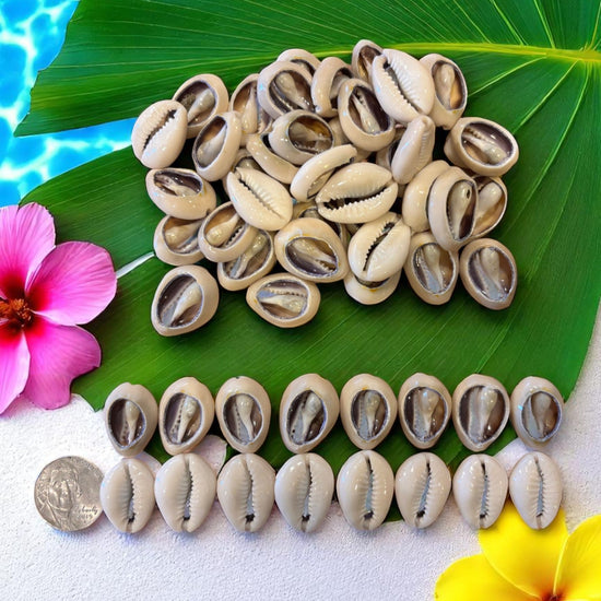 Cowrie shells on a green leaf with flowers and a coin for scale
