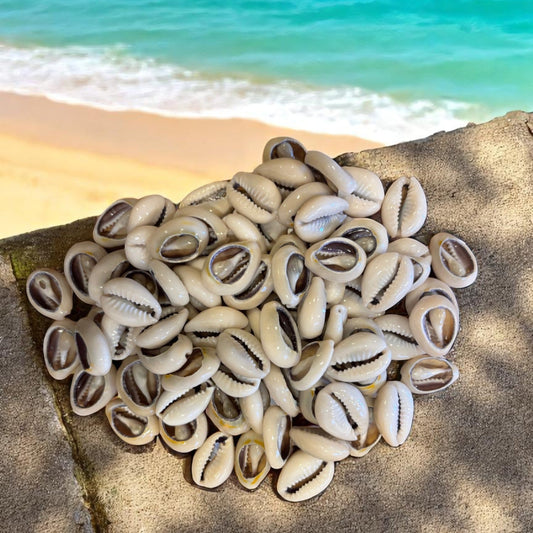 Arrangement of cowrie seashells on a stone ledge with a beach background