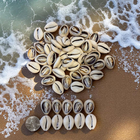 Collection of cowrie shells on a beach with ocean waves.