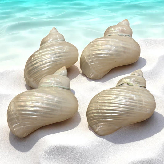Four Pearl Turbo seashells on a sandy beach with clear blue water in the background