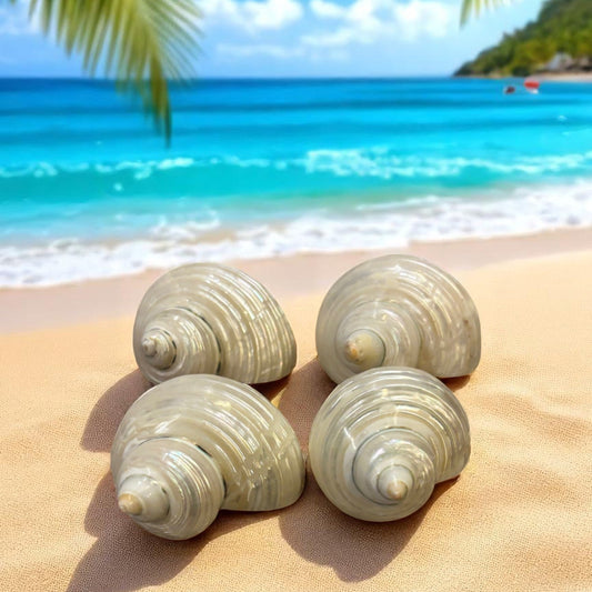 Four Pearl Turbo shells on a sandy beach with a tropical background