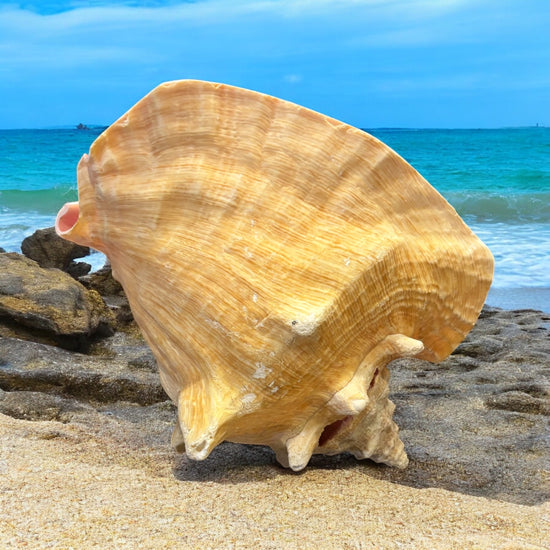 Large conch shell on a beach with ocean in the background