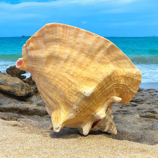 Large conch shell on a beach with ocean in the background