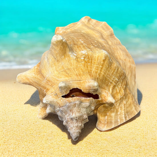 Large conch shell on a sandy beach with clear blue water in the background