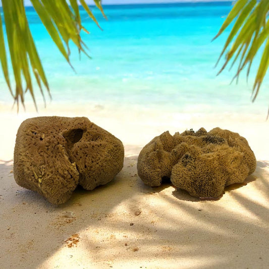 Two brown sea sponges on a sandy beach with turquoise water and palm leaves in the background.