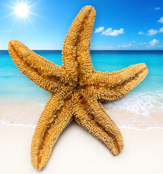Starfish on a beach with a clear blue sky and ocean