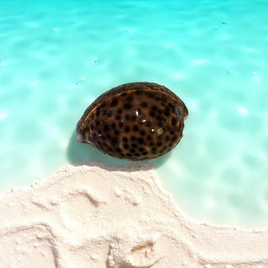 Tiger cowrie shell on a sandy beach with clear blue water
