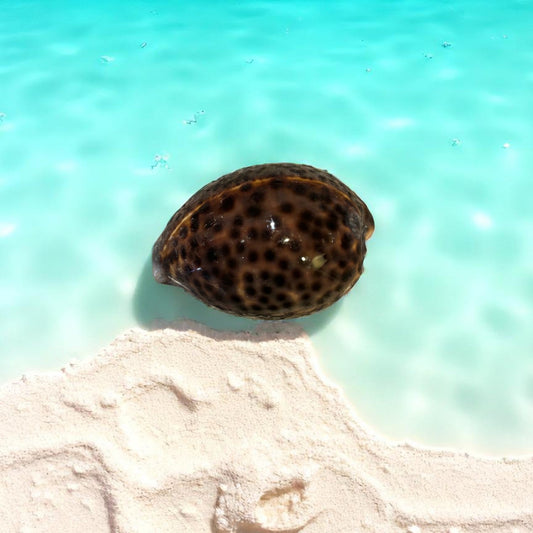 Tiger cowrie shell on a sandy beach with clear blue water