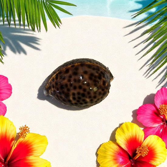 Tiger Cowrie Shell on sand with tropical flowers and palm leaves
