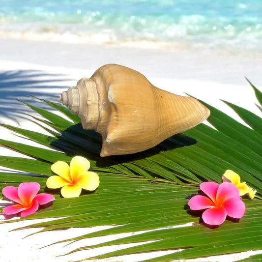 Shell on a palm leaf with flowers and ocean view