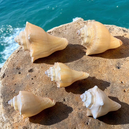 Five seashells on a stone surface with ocean waves in the background